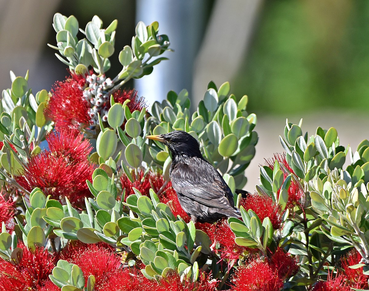 Spotless Starling - Joao Freitas