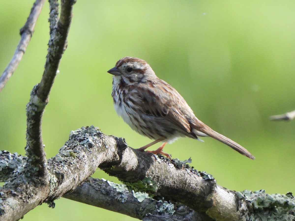 Song Sparrow - Nancy VanCott