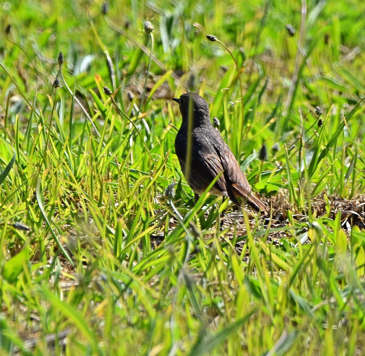 Black Redstart - Joao Freitas