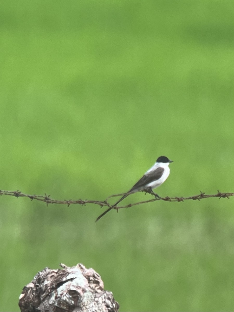 Fork-tailed Flycatcher - Brenda Sánchez