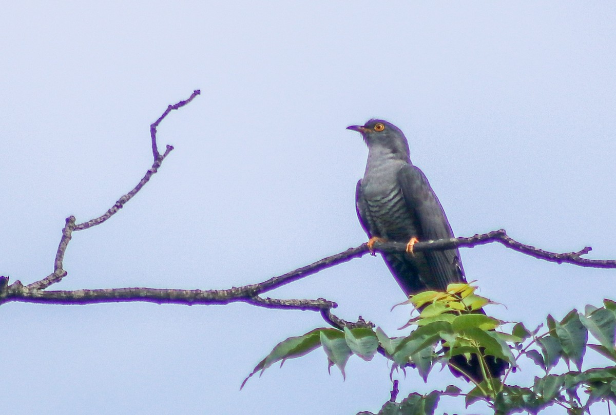 Common Cuckoo - Kiran Gosai