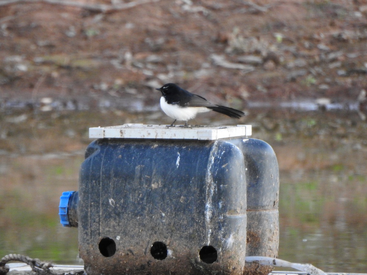 Willie-wagtail - DS Ridley