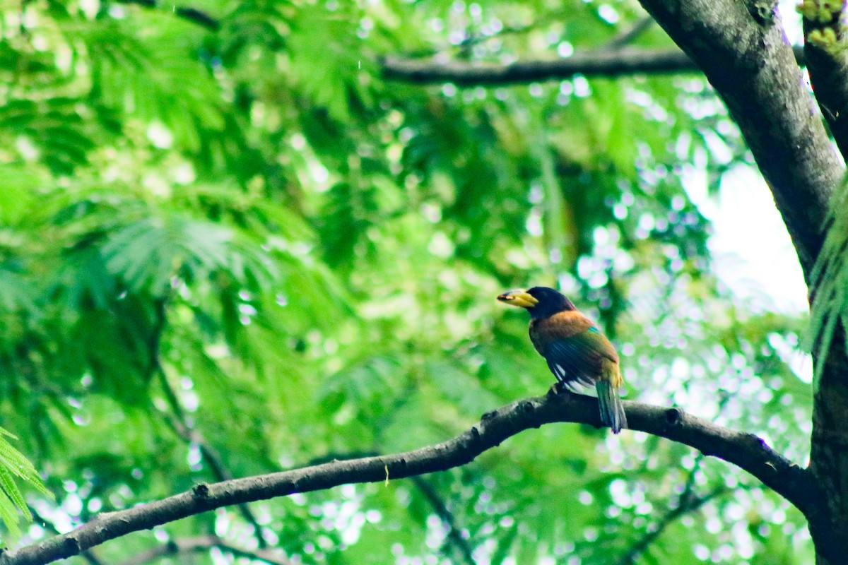 Great Barbet - Kiran Gosai