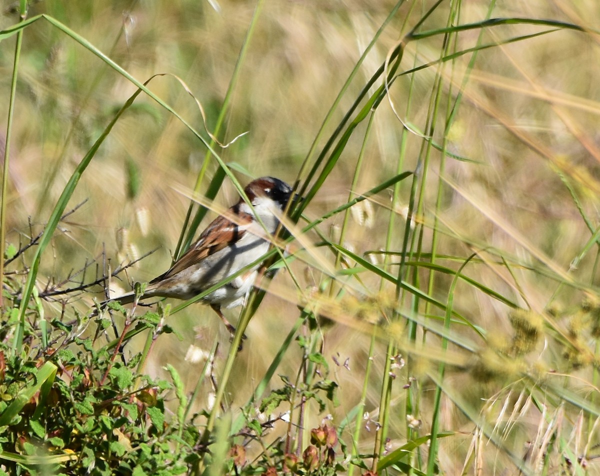 House Sparrow - Joao Freitas