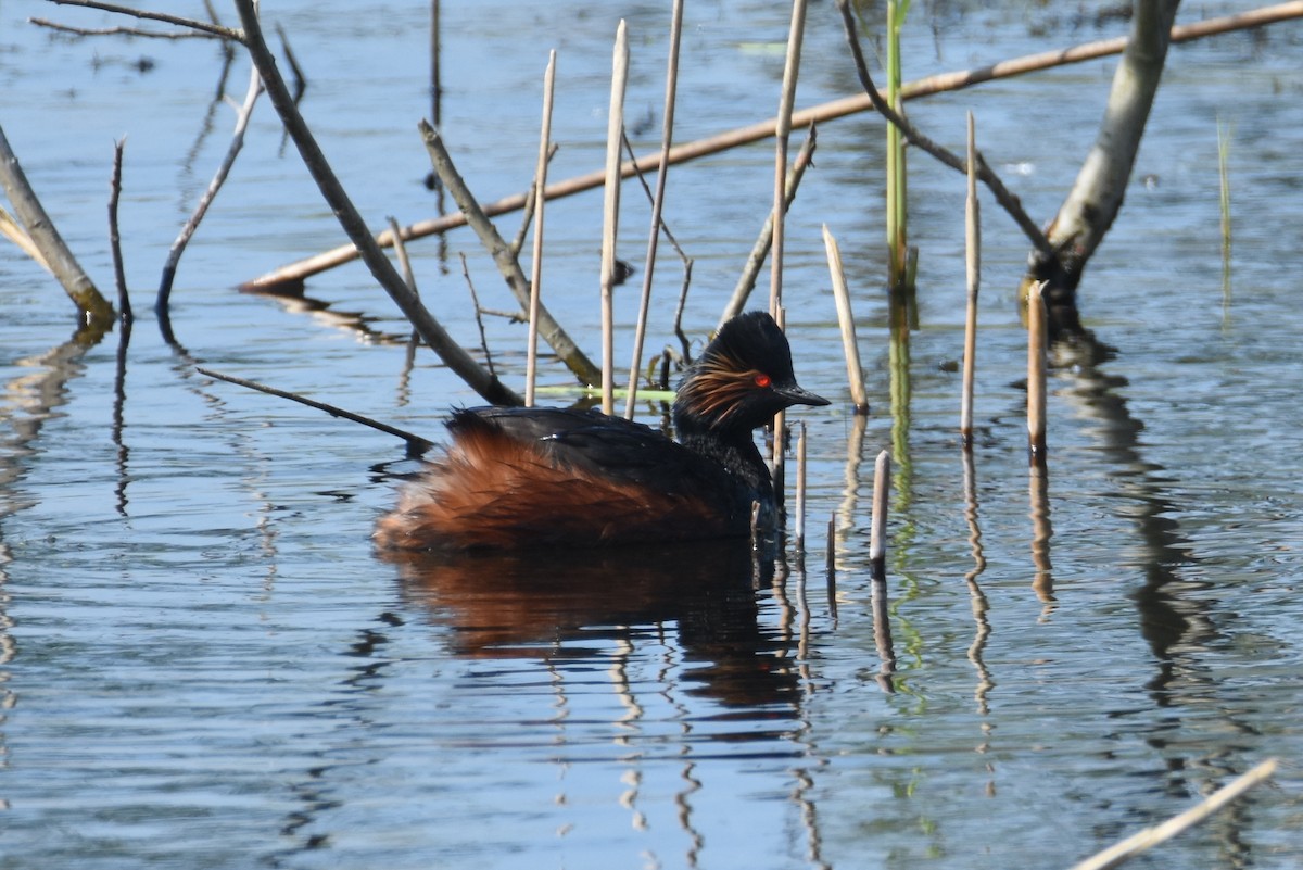 Eared Grebe - James Brooke