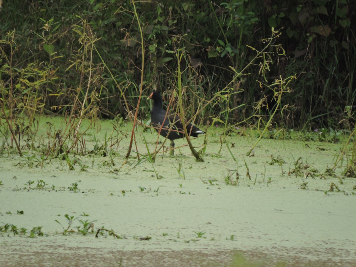 Common Gallinule - Francisco J. Muñoz Nolasco