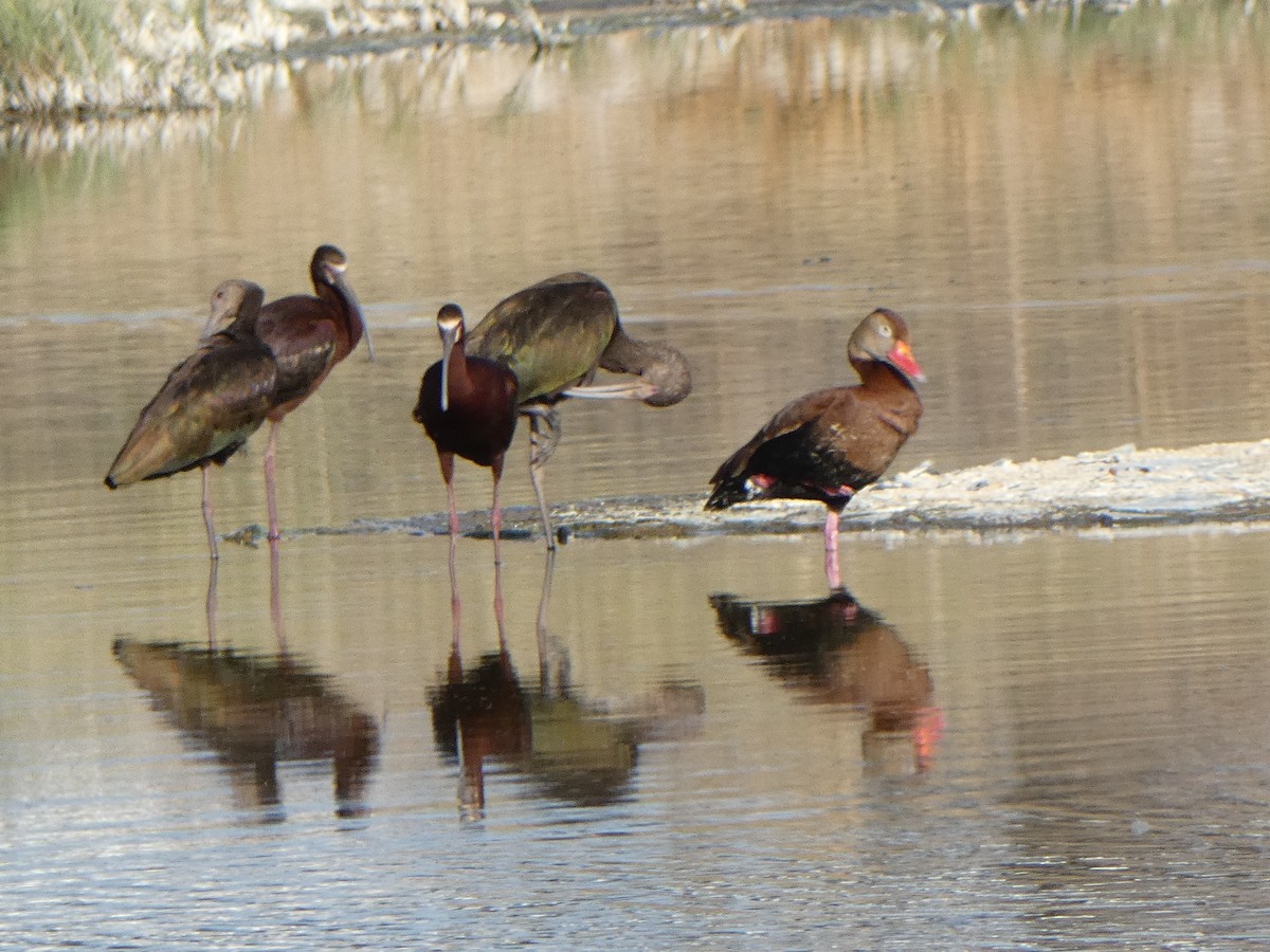 White-faced Ibis - ML619565893