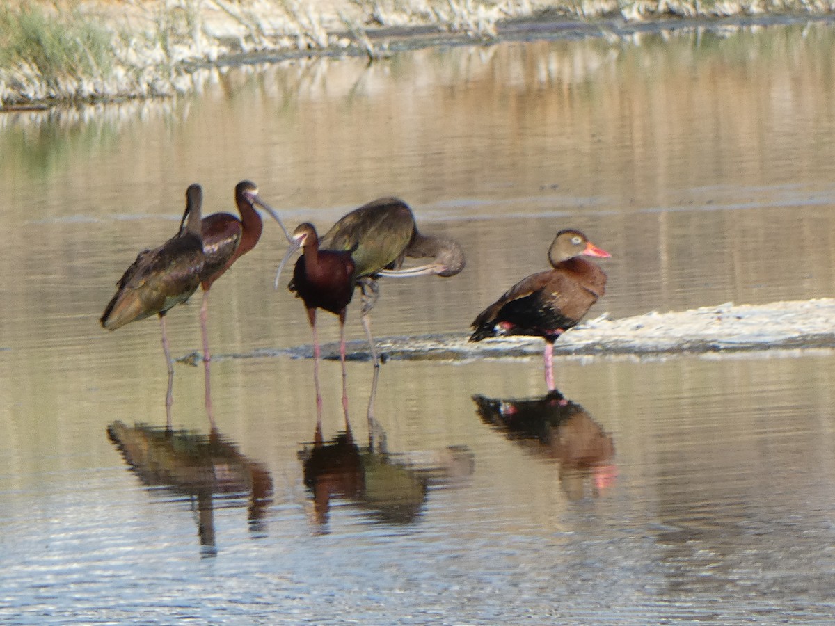 White-faced Ibis - Christopher Rustay