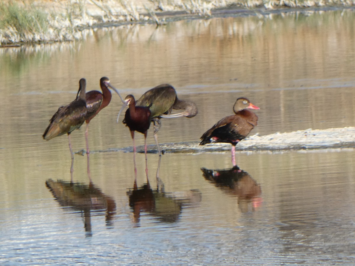 White-faced Ibis - ML619565894