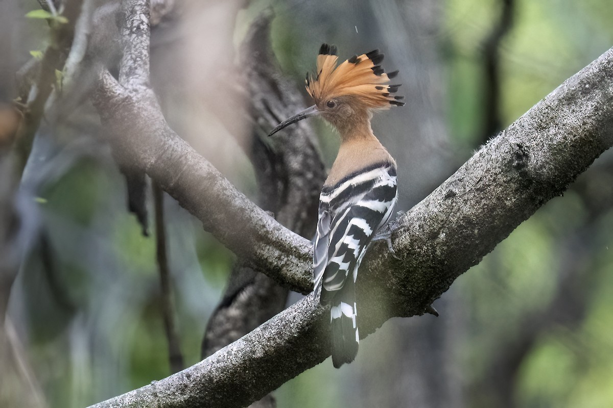 Eurasian Hoopoe - Junpha Jartuporn