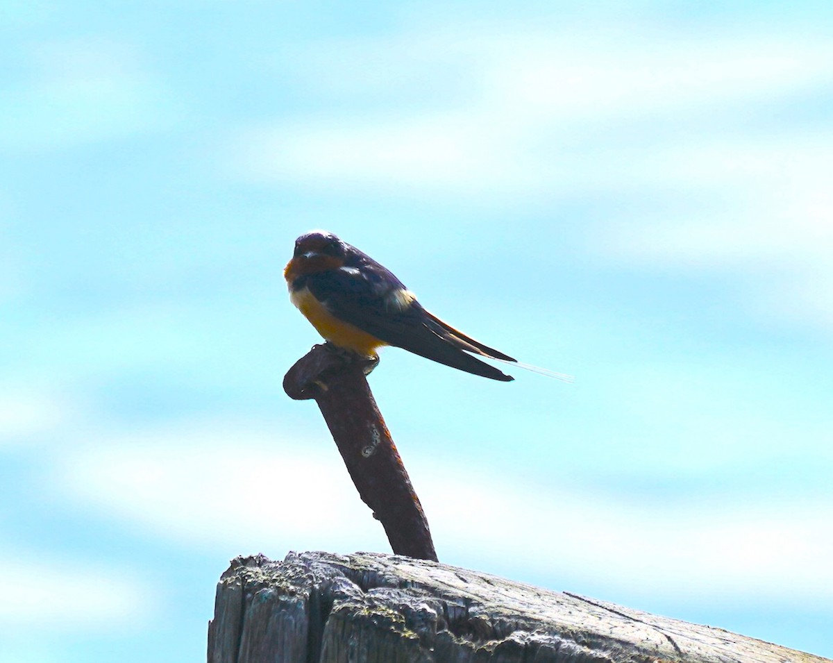 Barn Swallow - ML619565902