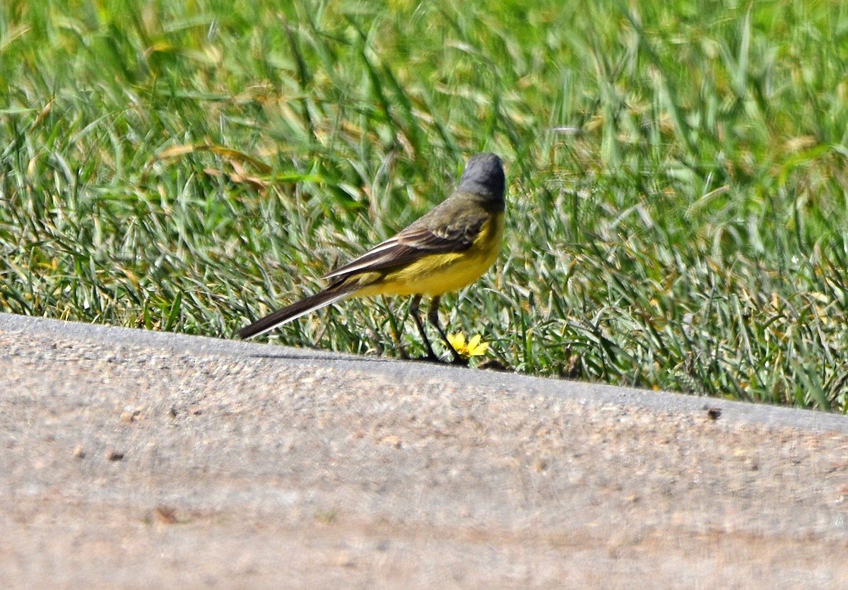 Western Yellow Wagtail - Joao Freitas