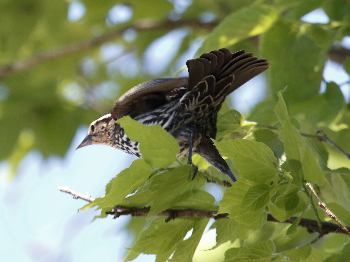 Red-winged Blackbird - Bert Richards