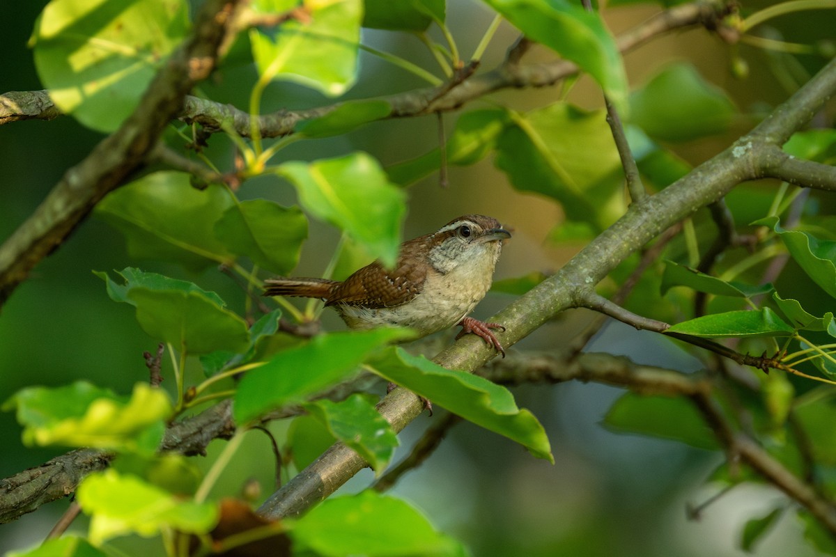 Carolina Wren - ML619565908