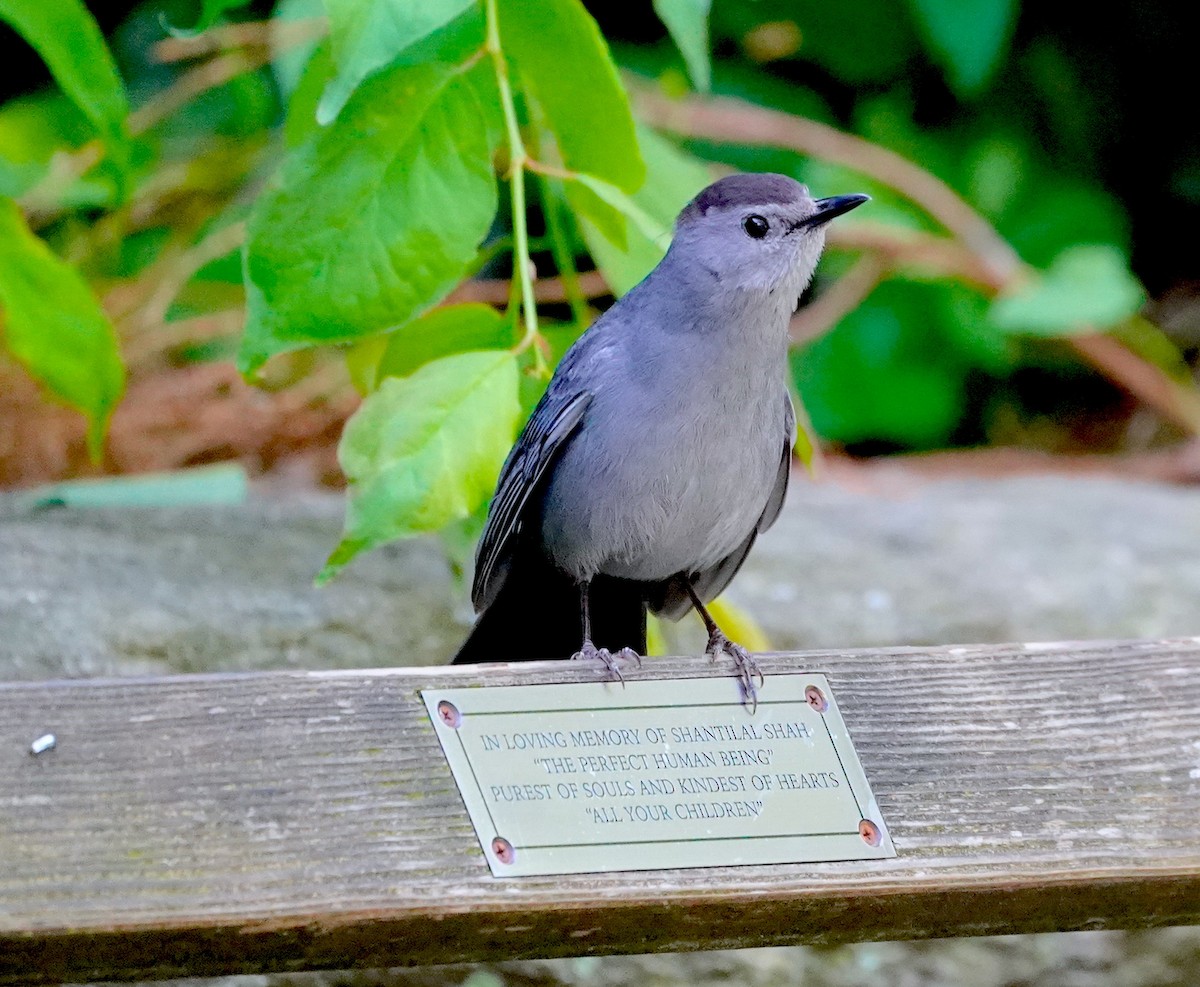 Gray Catbird - Ryan Serio