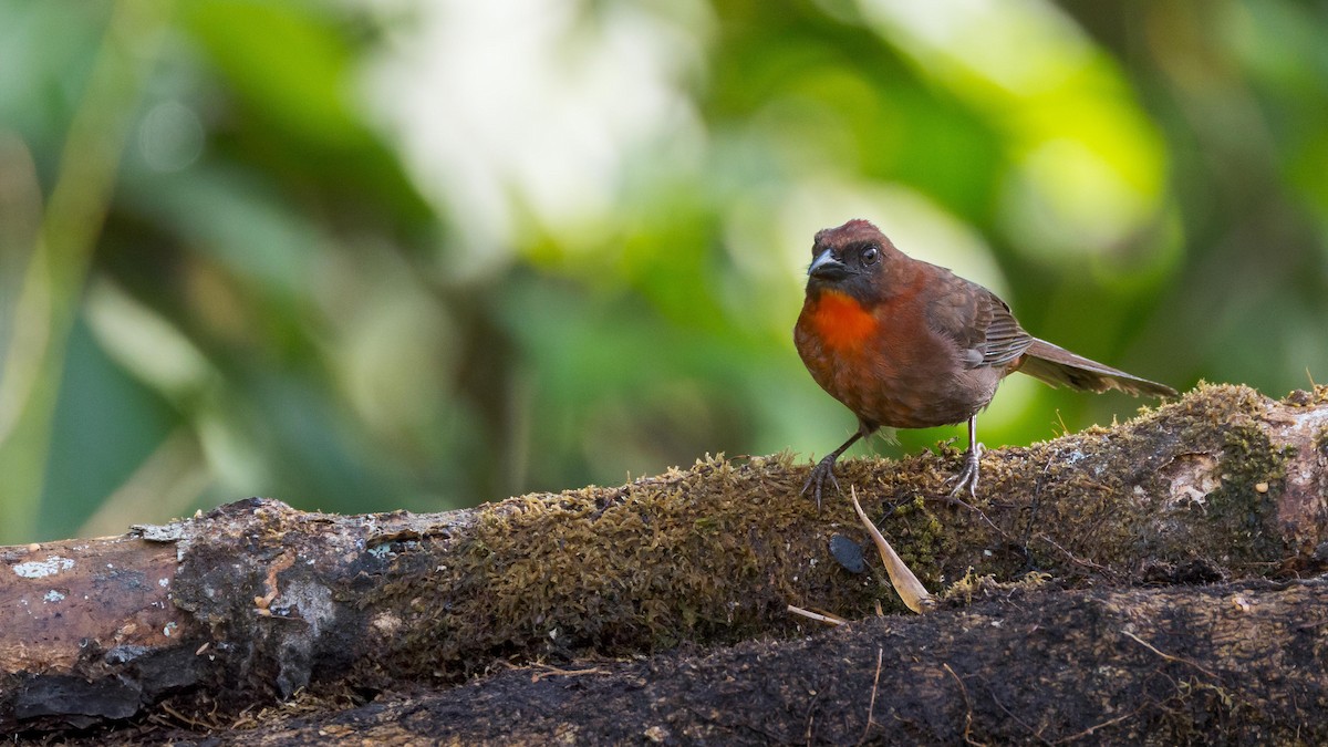 Red-throated Ant-Tanager - John Andersen