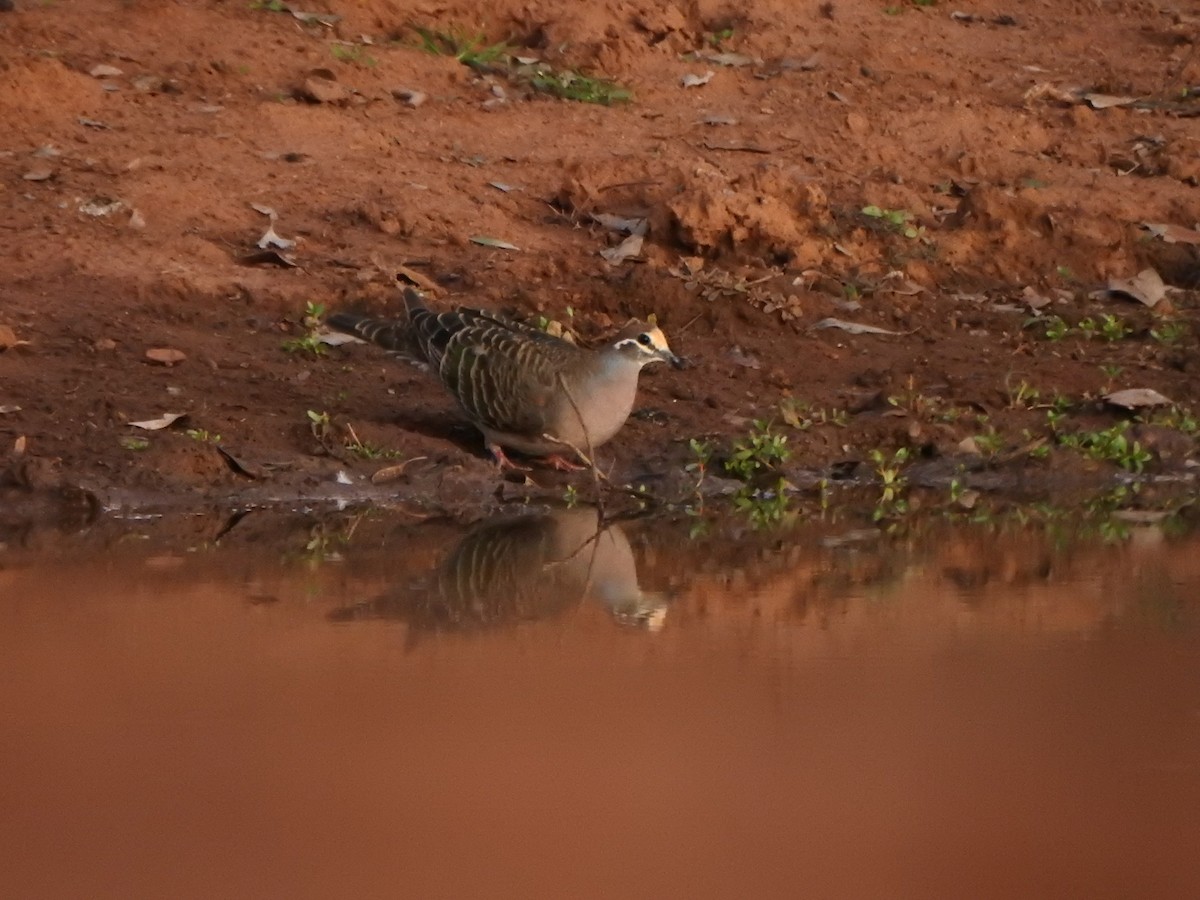 Common Bronzewing - DS Ridley