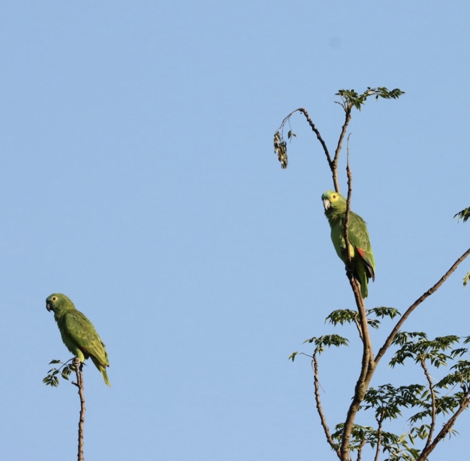 Turquoise-fronted Parrot - ML619565927