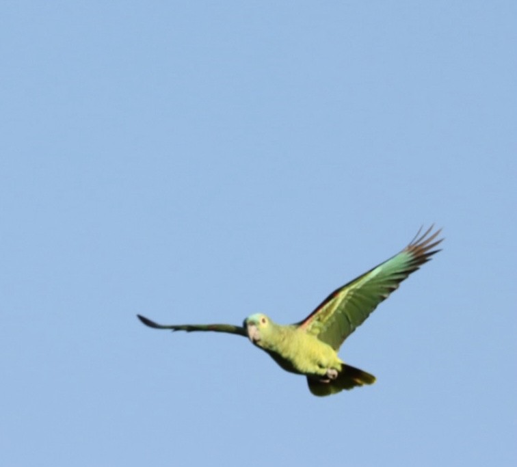 Turquoise-fronted Parrot - ML619565930