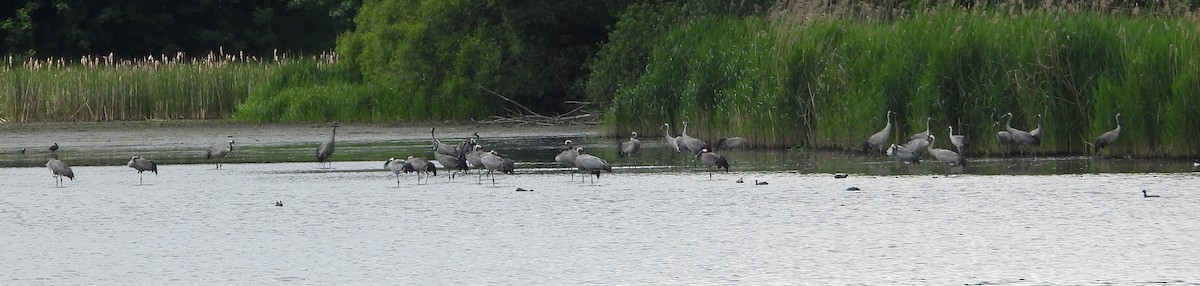 Common Crane - Pavel Hastík