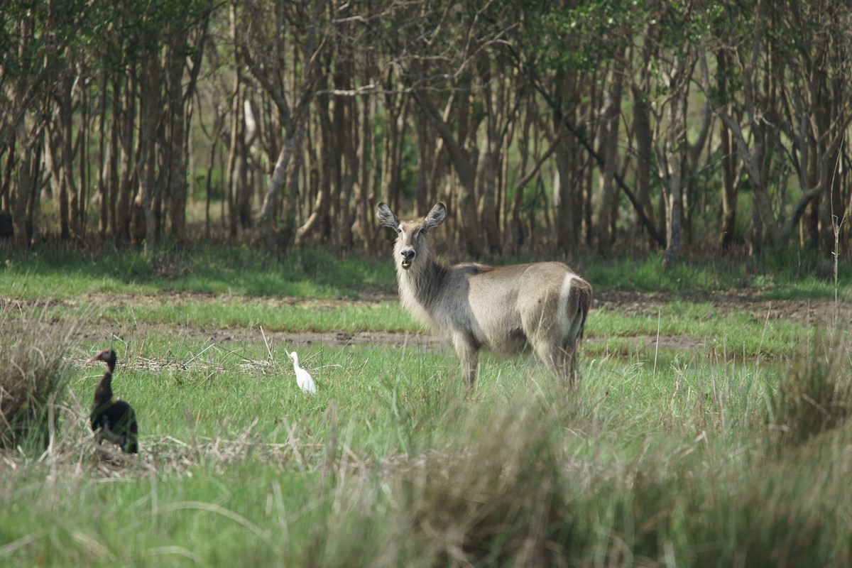 Spur-winged Goose - ML619565934