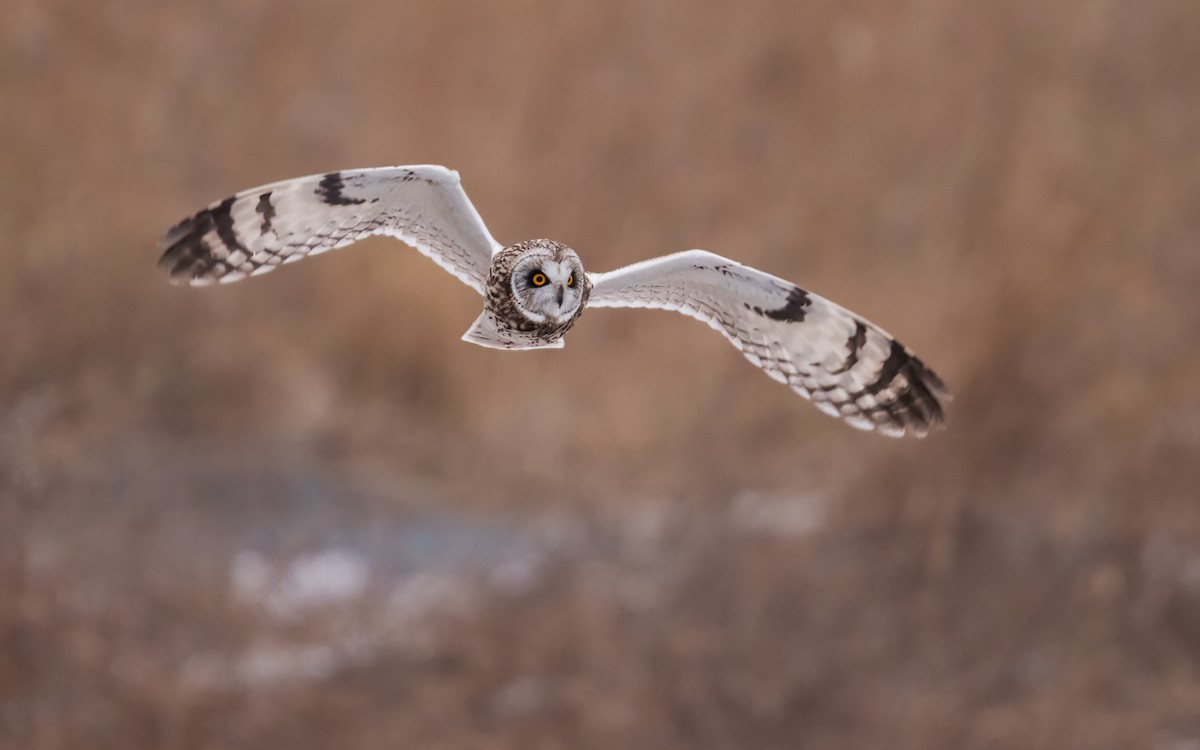 Short-eared Owl - Susan Logan Ward