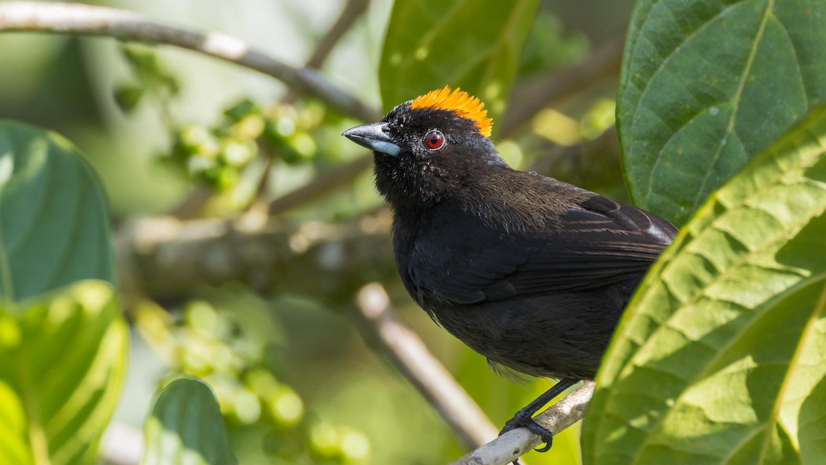 Tawny-crested Tanager - John Andersen