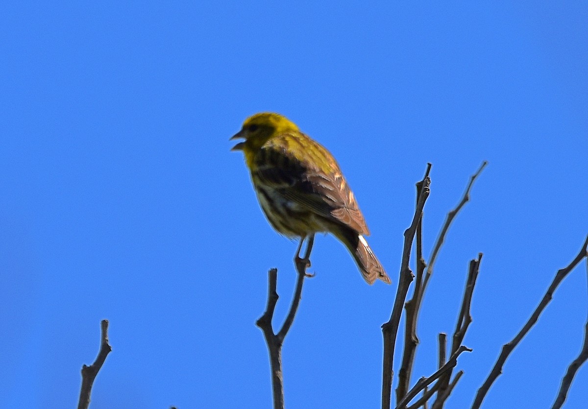 European Serin - Joao Freitas