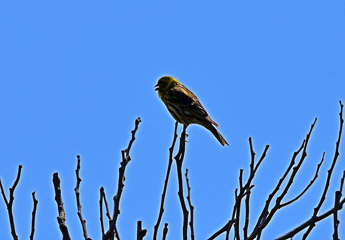 European Serin - Joao Freitas