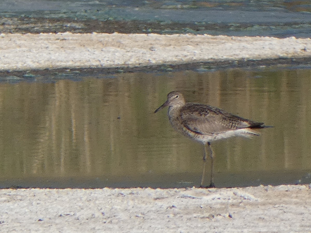 Willet - ML619565952