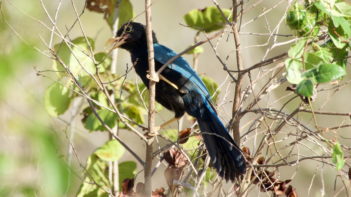 Yucatan Jay - Jan Ekkers