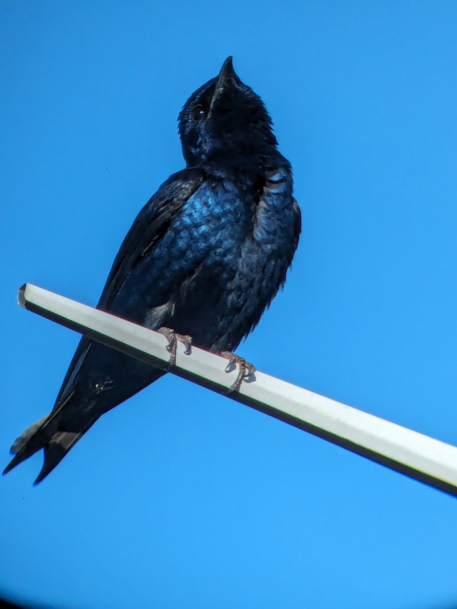 Purple Martin - Raymond Belhumeur