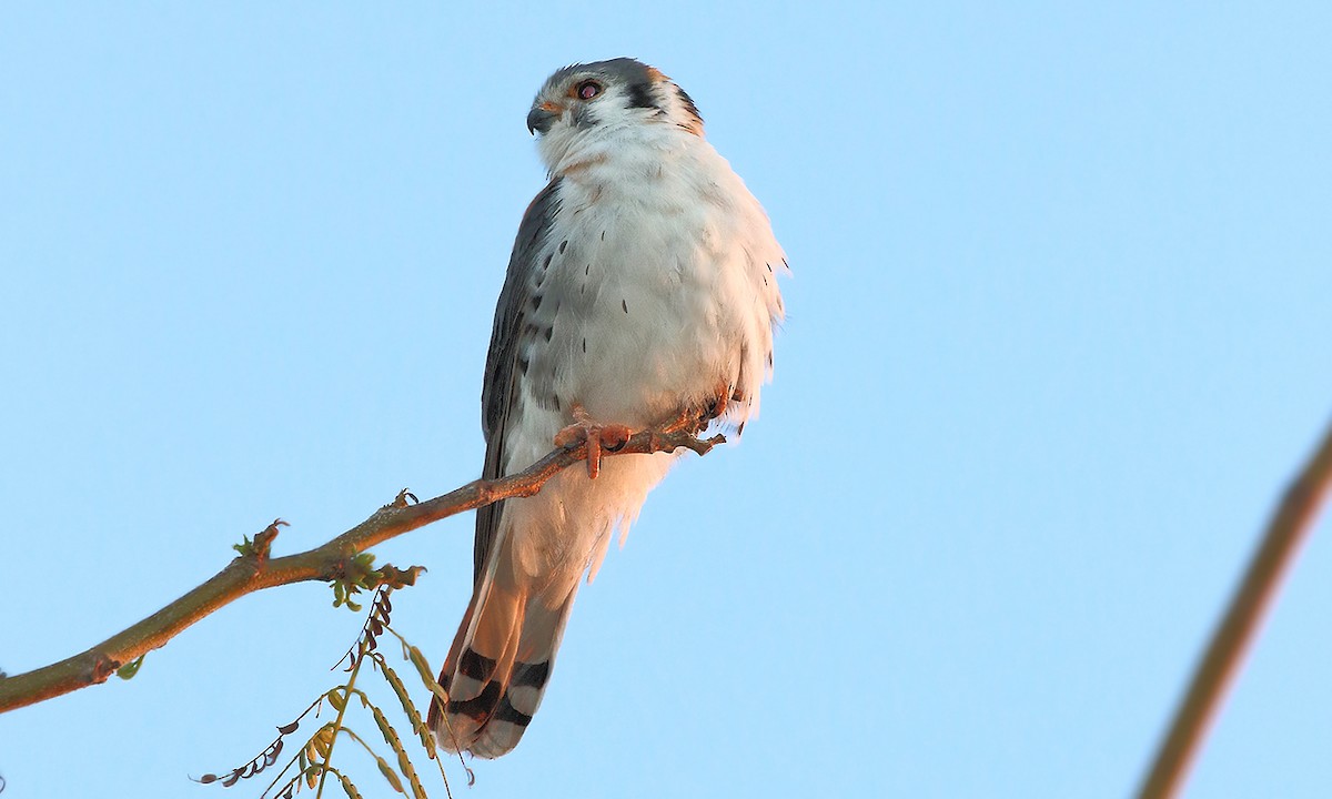 American Kestrel - Adrián Braidotti