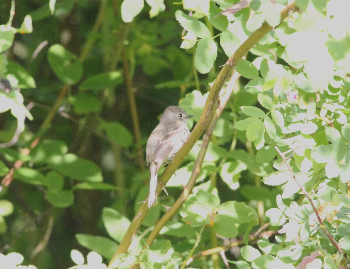 Dusky Flycatcher - ML619565966