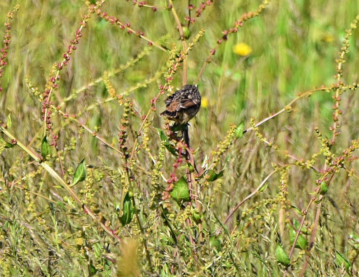 European Stonechat - Joao Freitas