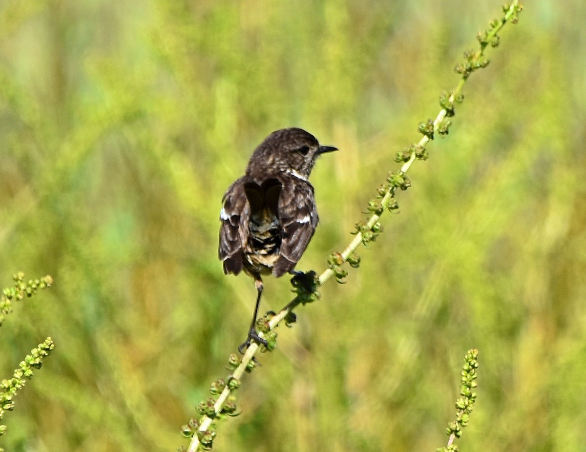 European Stonechat - Joao Freitas