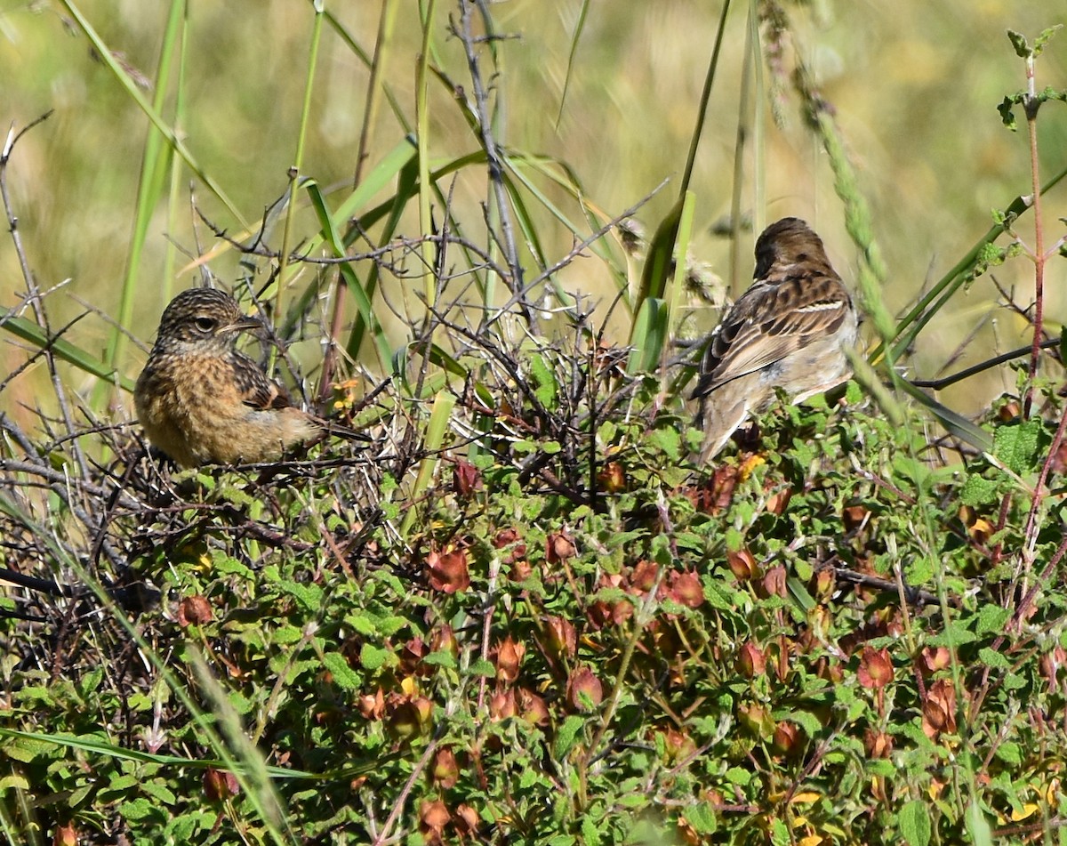 European Stonechat - Joao Freitas