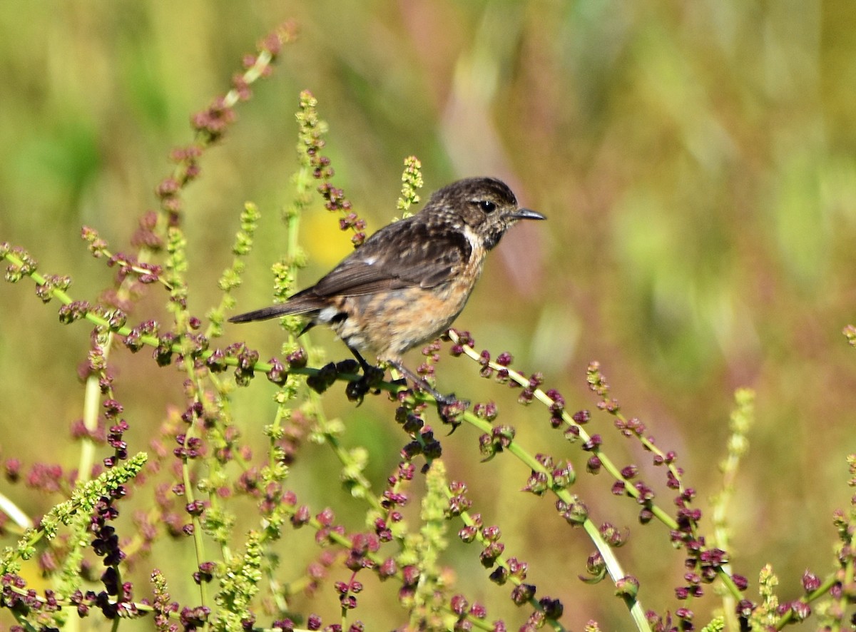 European Stonechat - Joao Freitas