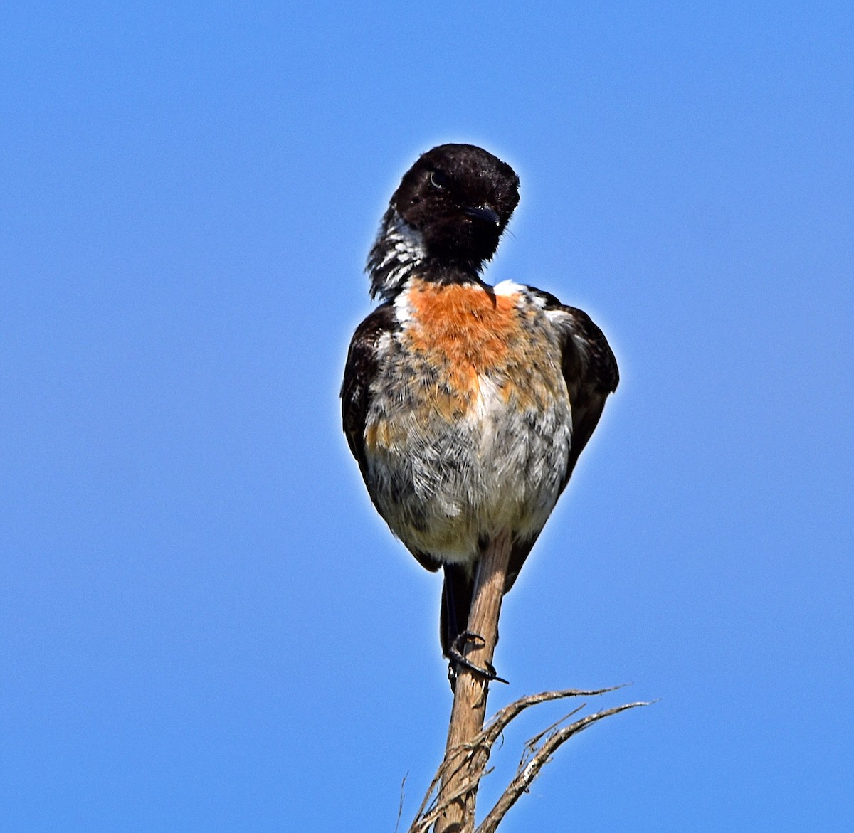 European Stonechat - Joao Freitas