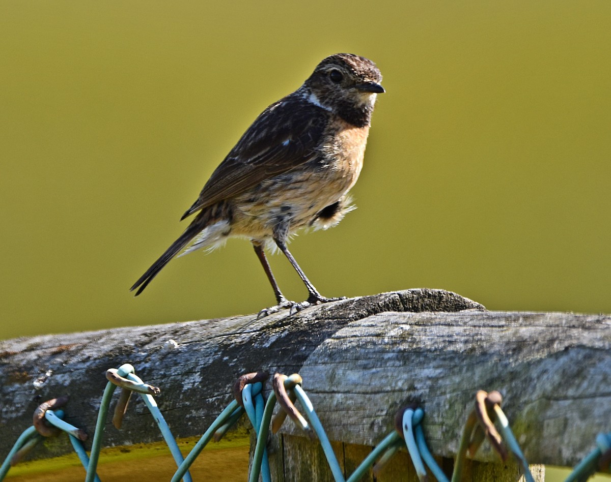 European Stonechat - Joao Freitas