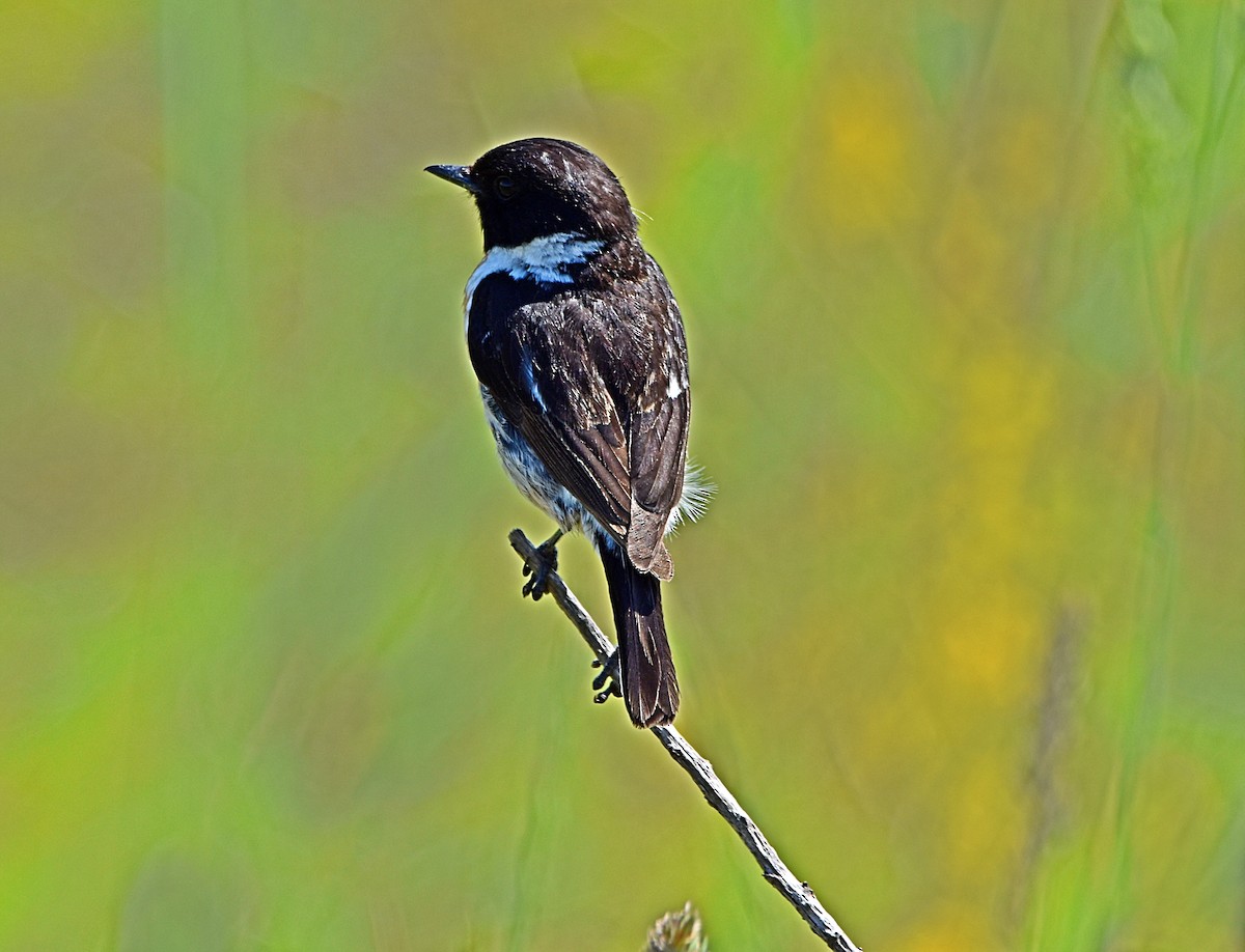 European Stonechat - Joao Freitas