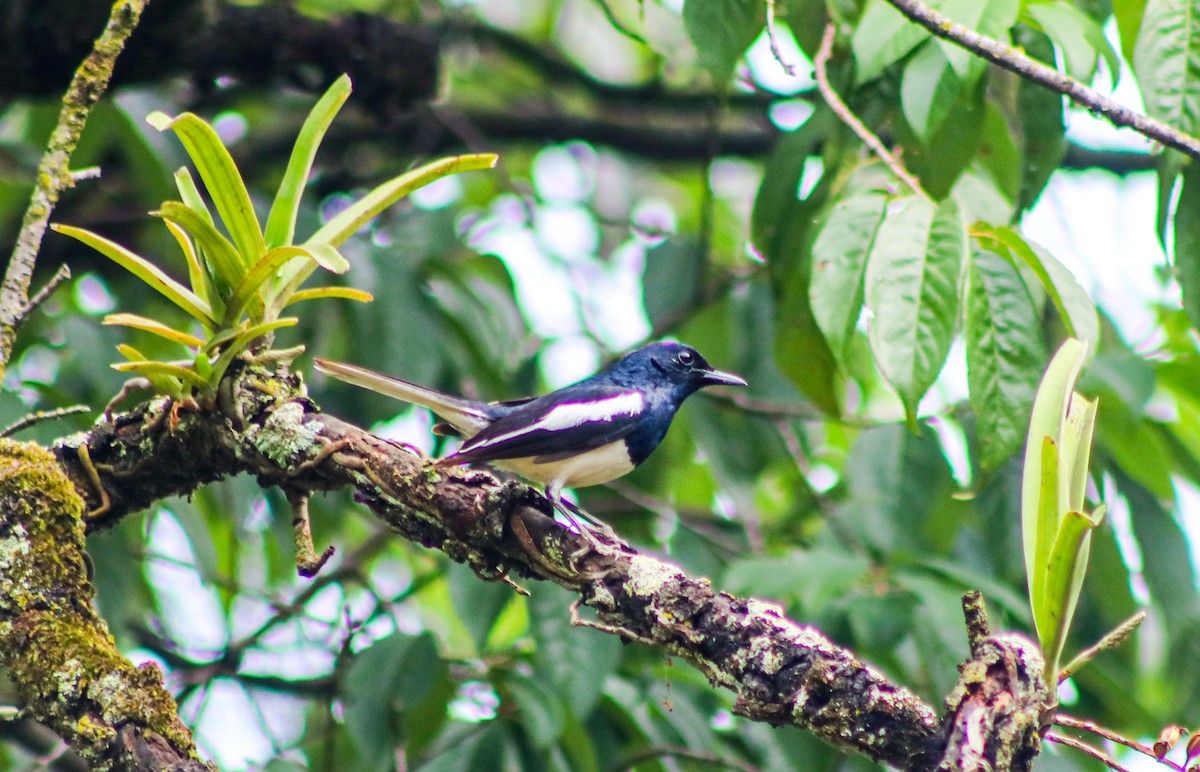 Oriental Magpie-Robin - Kiran Gosai