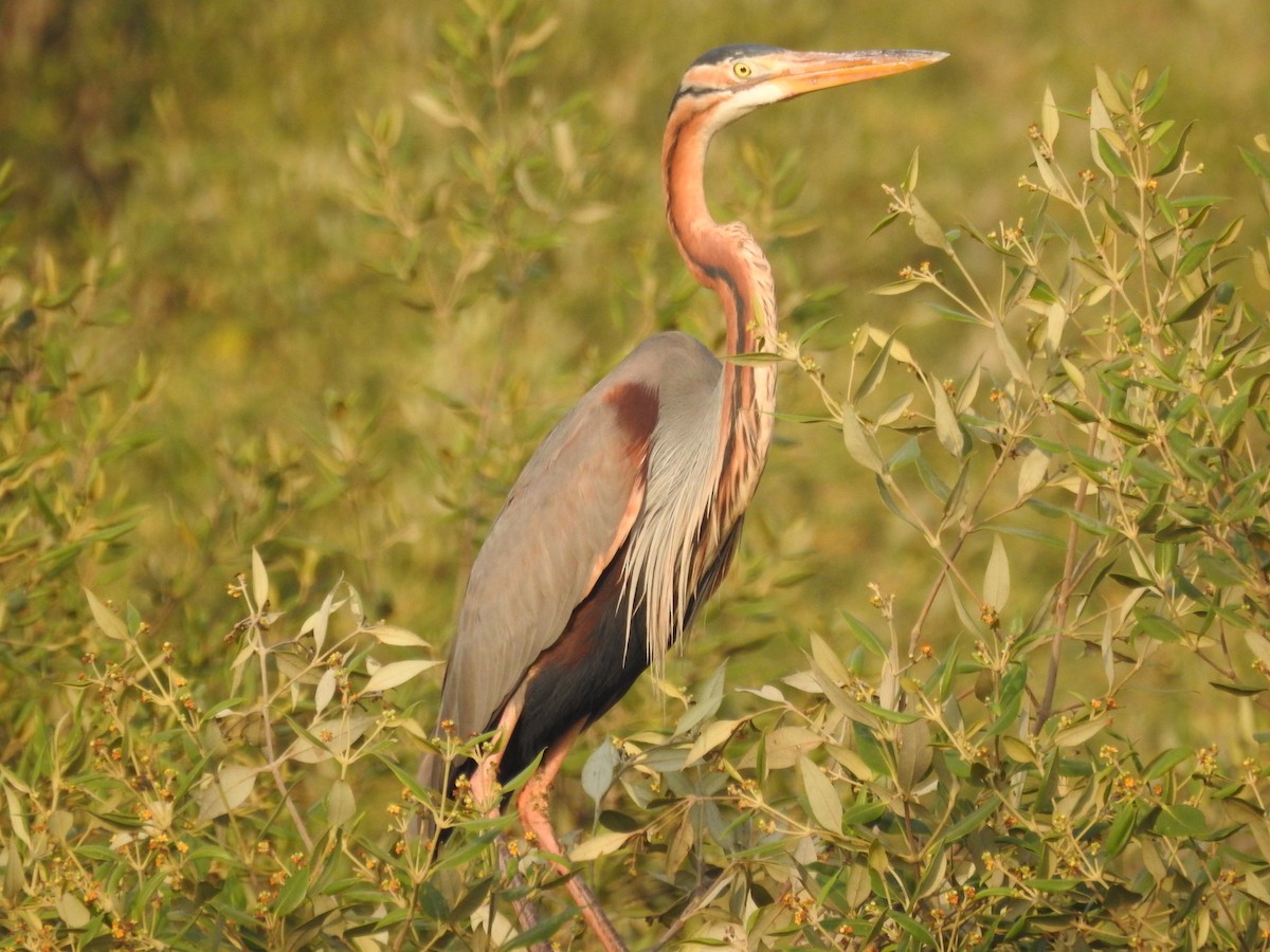 Purple Heron - Tarang Sarin