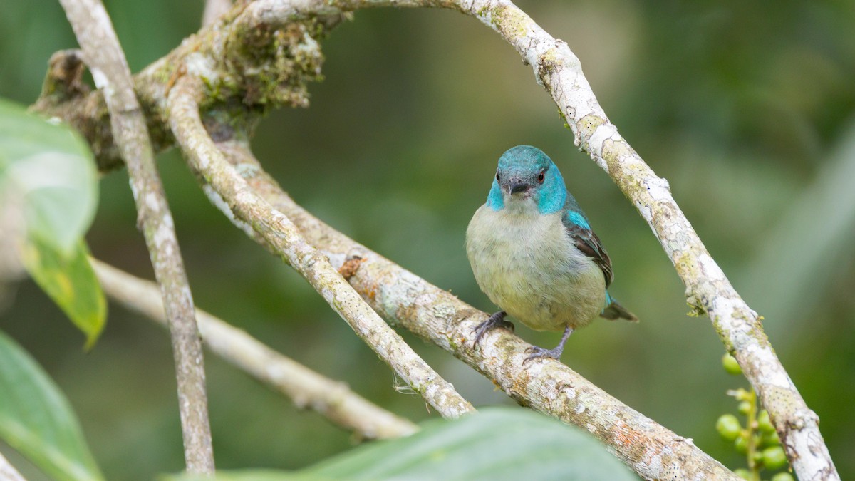 Scarlet-thighed Dacnis - John Andersen