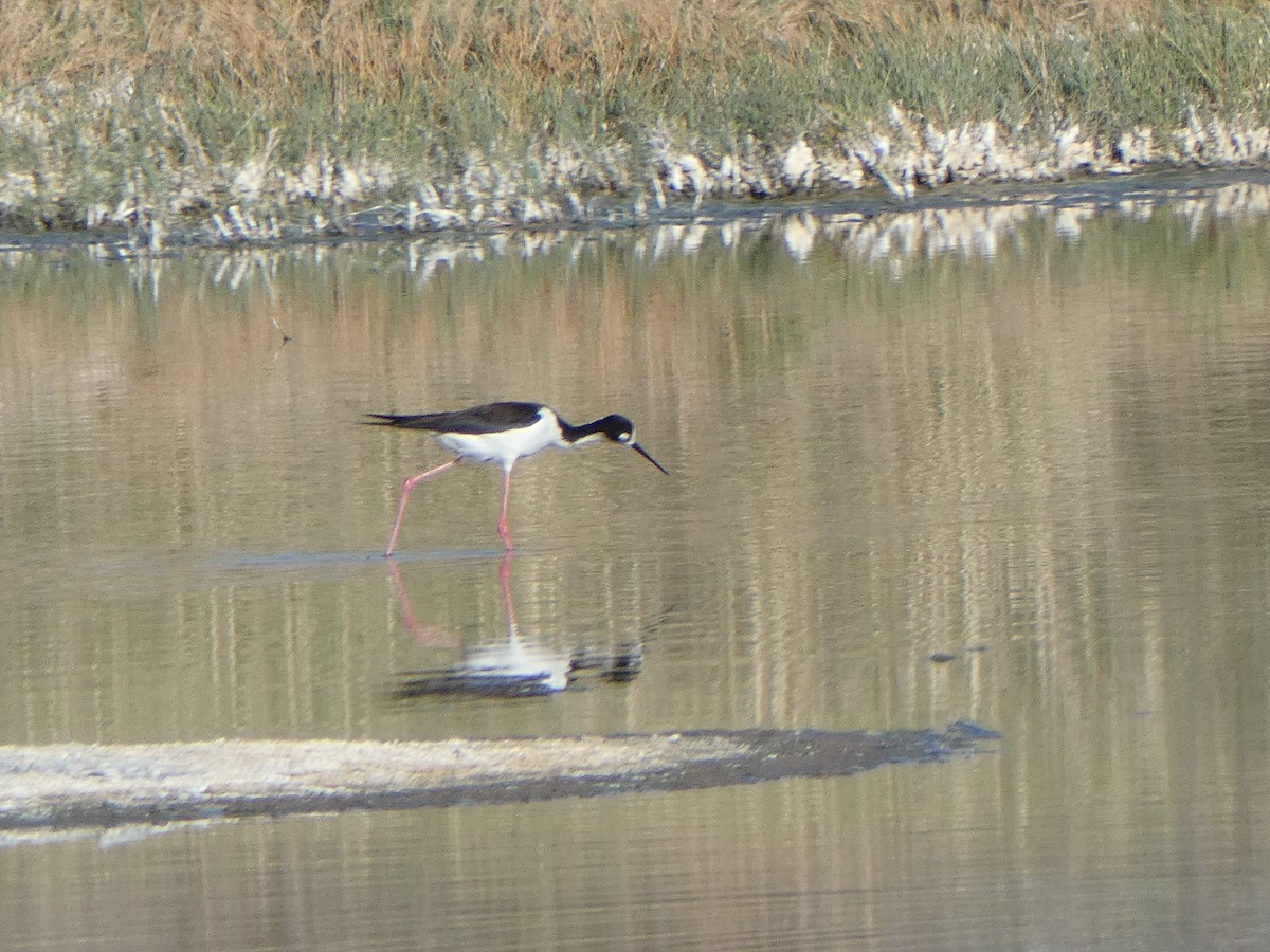 Black-necked Stilt - ML619566004