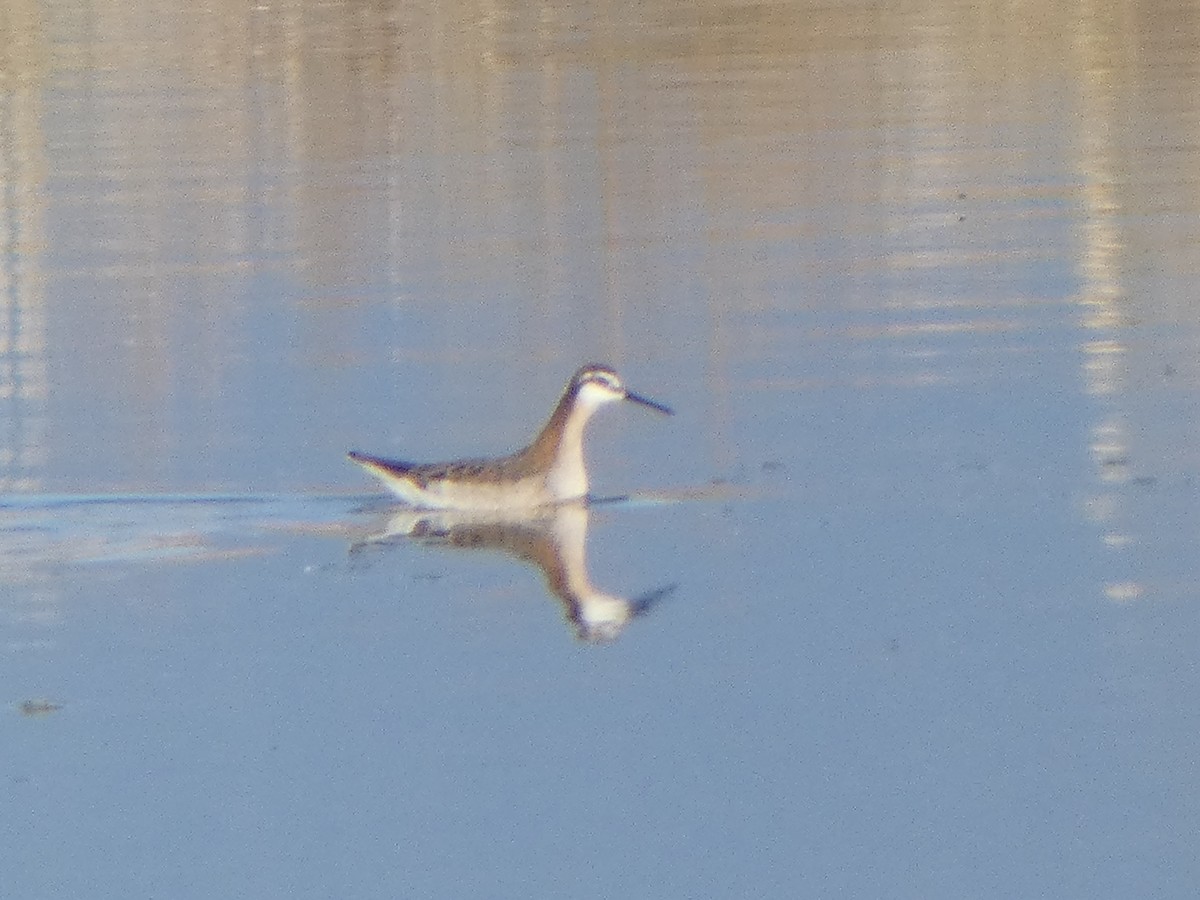 Wilson's Phalarope - ML619566009