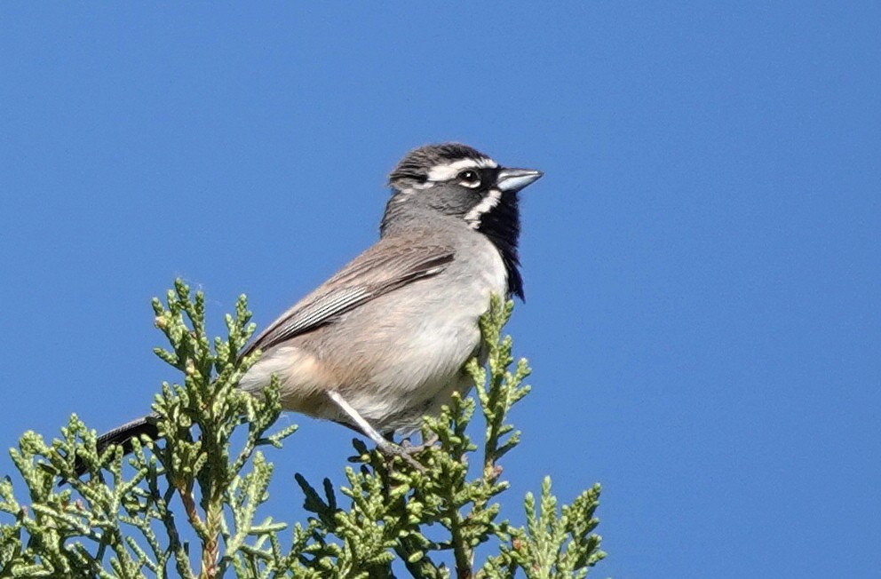 Black-throated Sparrow - Cheryl Carlile