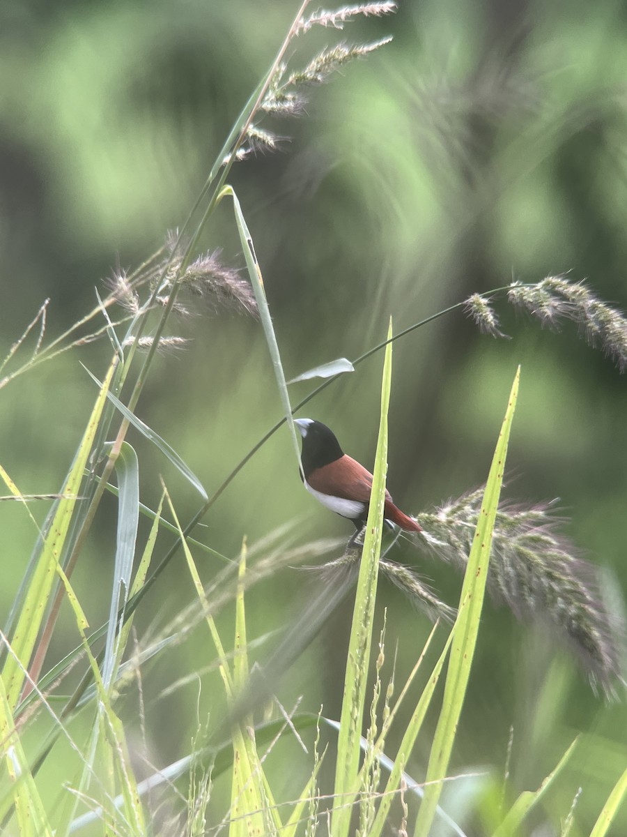 Tricolored Munia - ML619566018