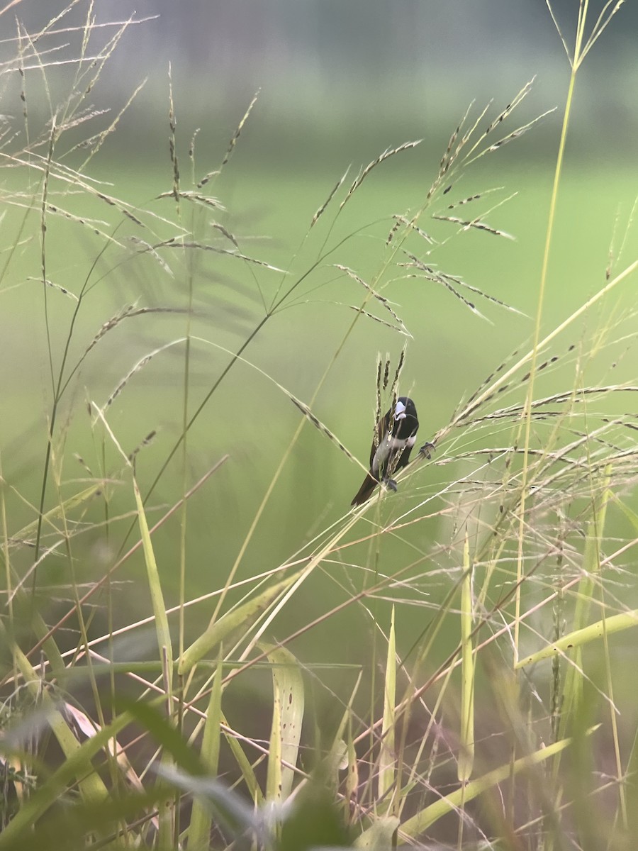 Tricolored Munia - Brenda Sánchez