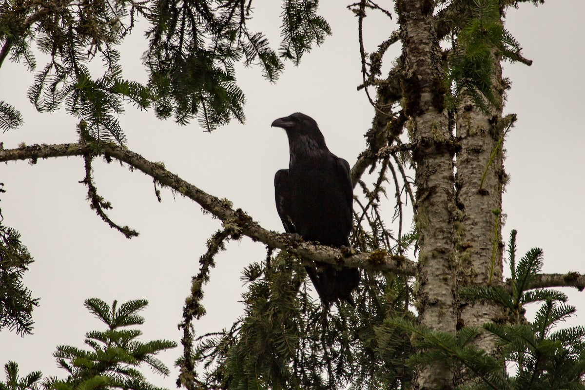 Common Raven - Rail Whisperer